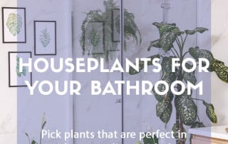 Houseplants for your bathroom