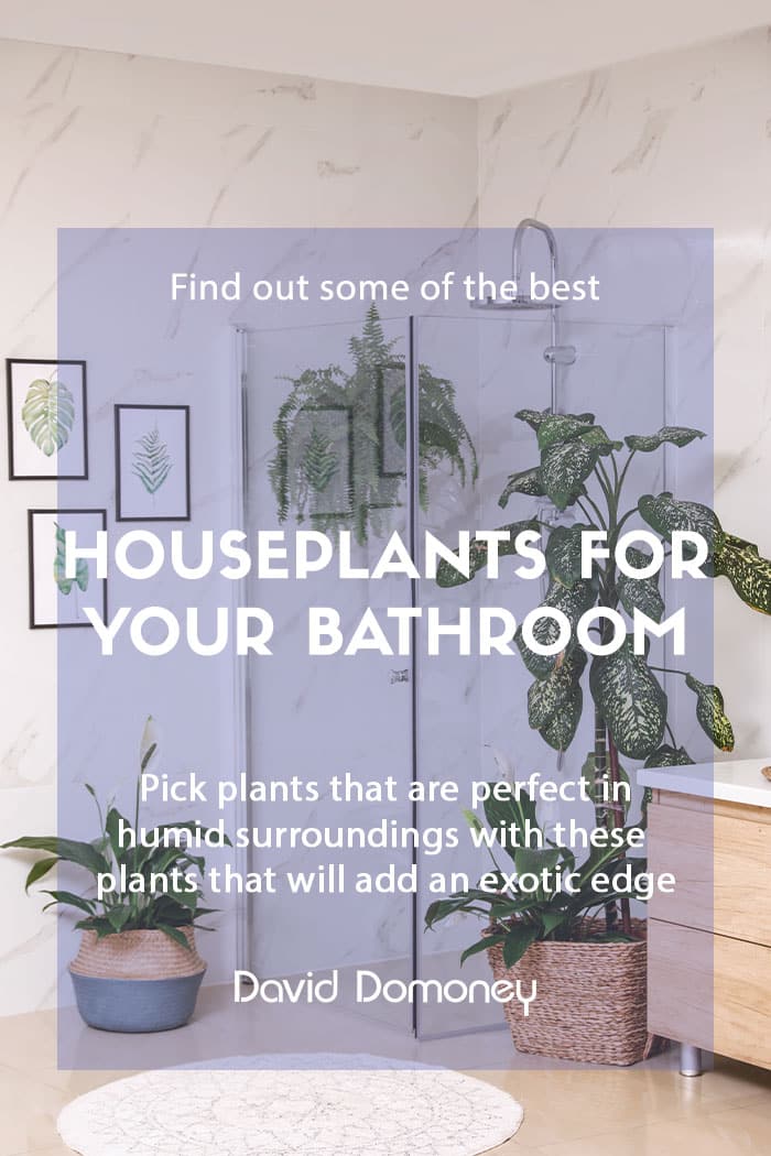 Top ten houseplants for your bathroom