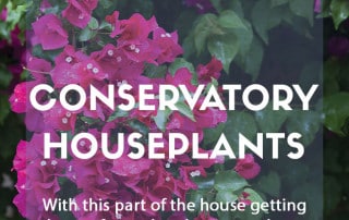 Houseplants to grow in your conservatory