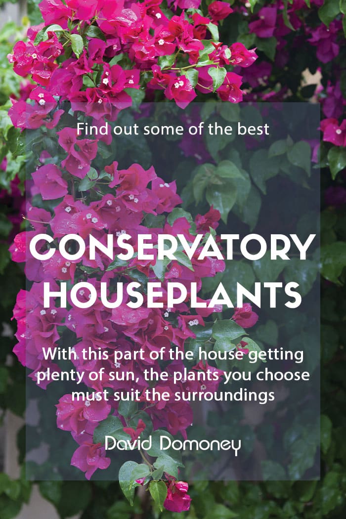 Best houseplants to grow in your conservatory