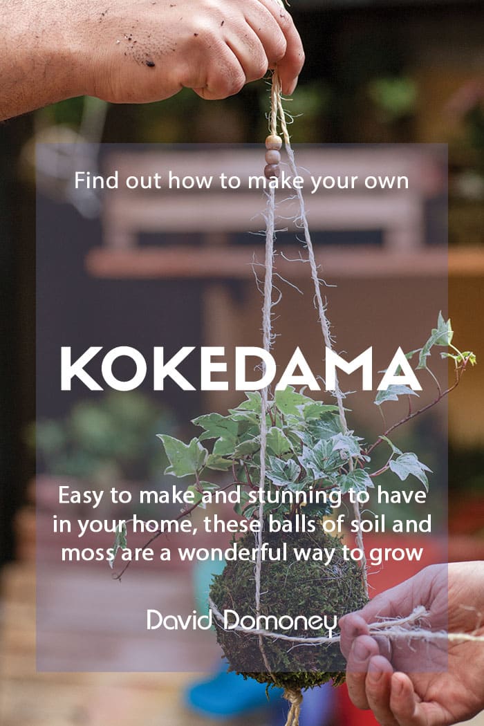 Make your own kokedama