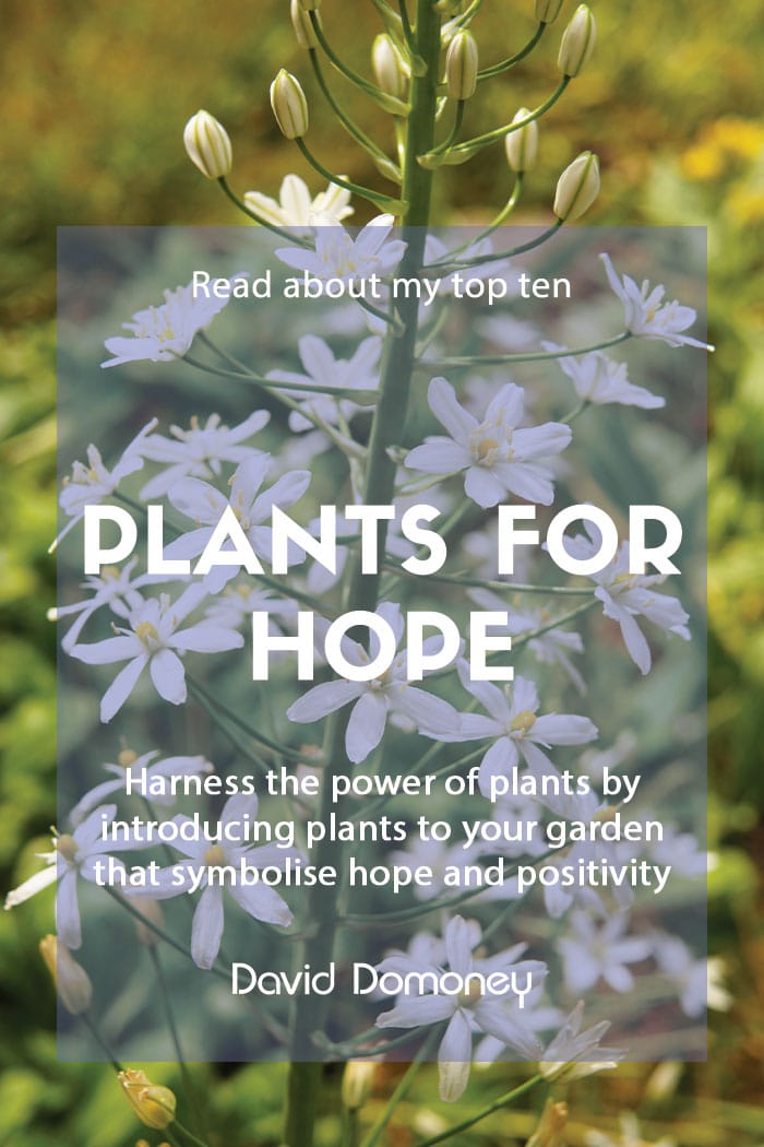 Plants that symbolise hope for your garden