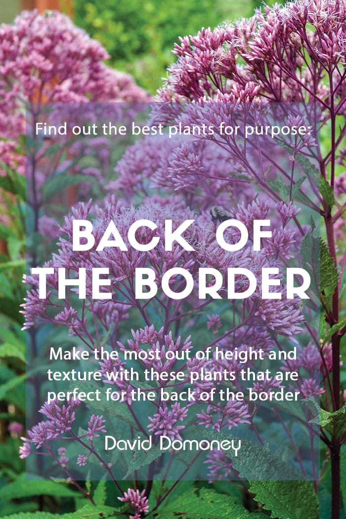 Plants for purpose: Plants for the back of the border