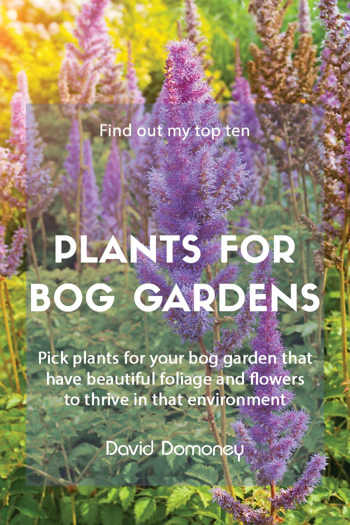 Top ten plants for a bog garden