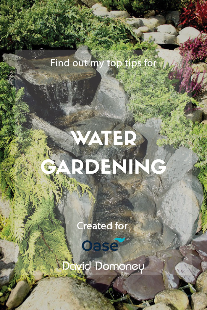 Top tips for water gardening with living water specialists OASE