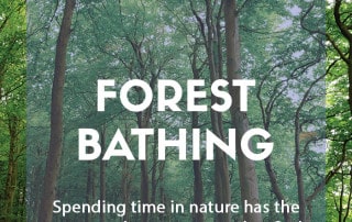 A guide to forest bathing or Shinrin-yoku