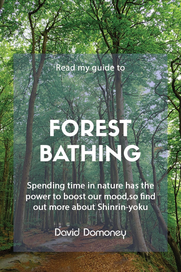 A guide to forest bathing (or Shinrin-yoku)