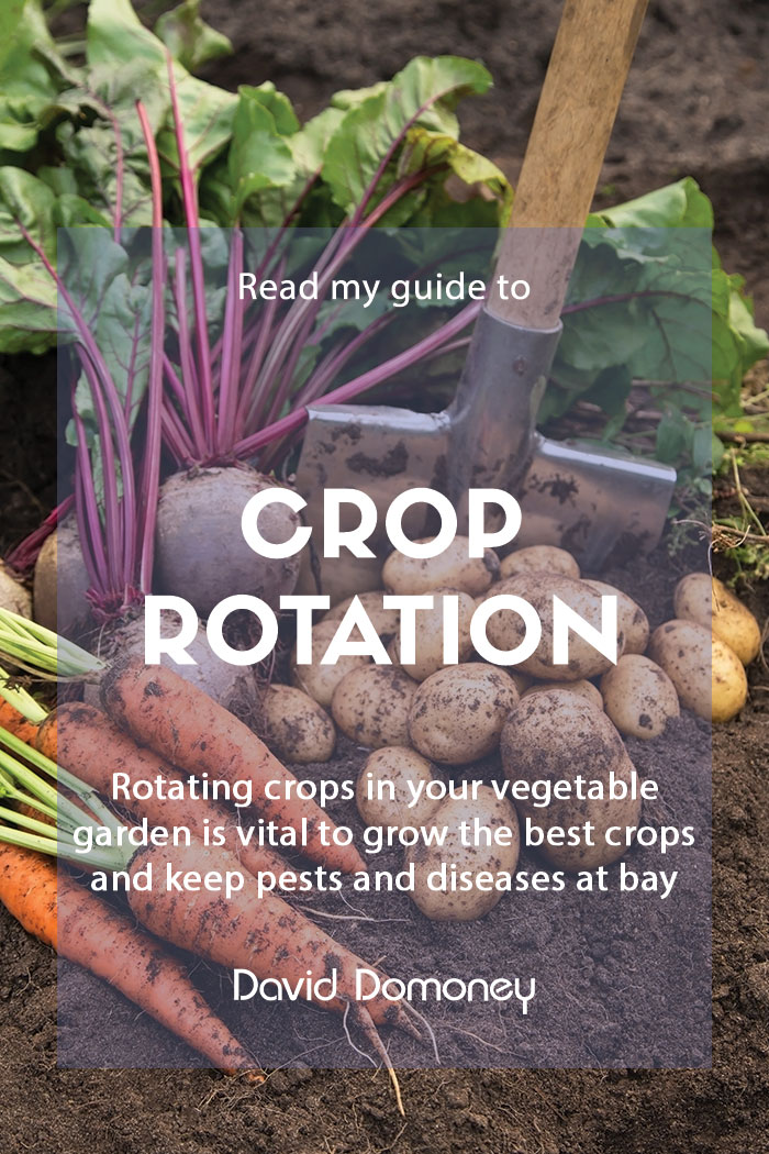 A guide to crop rotation in your vegetable garden