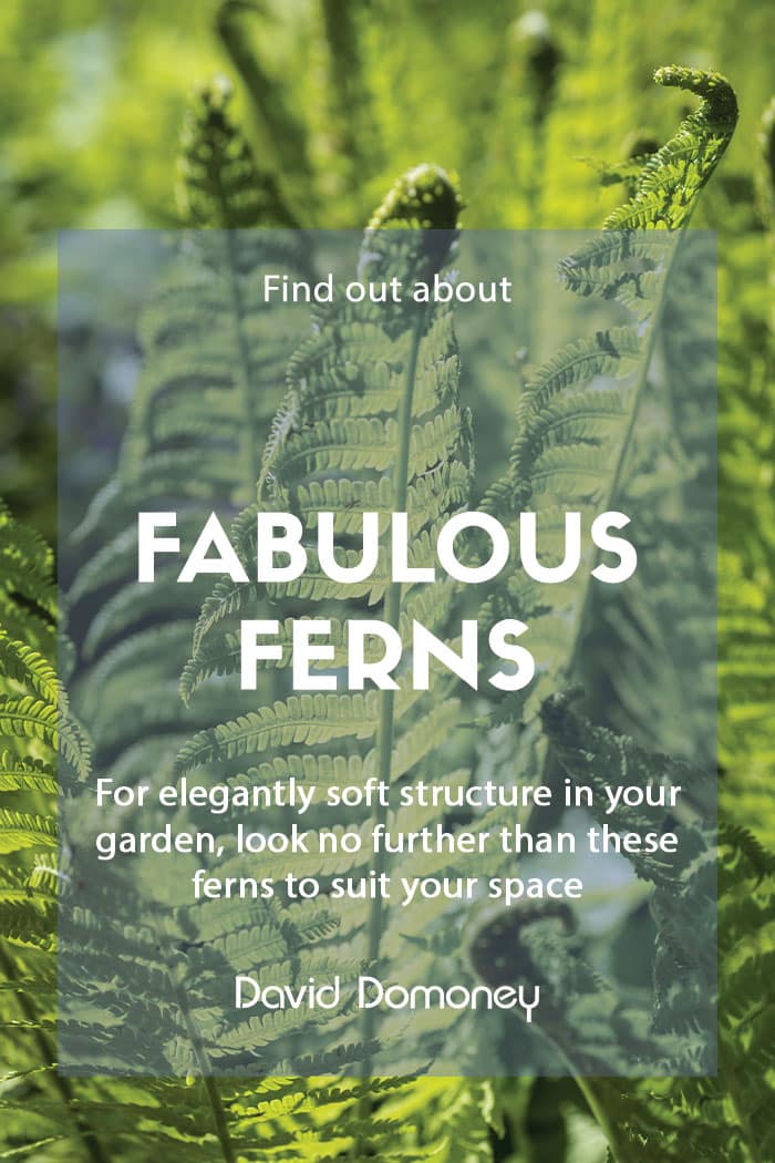 Fabulous ferns for your garden