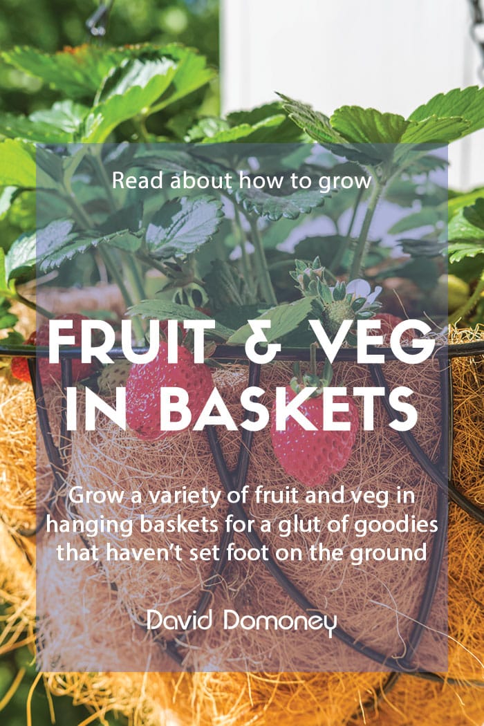 Growing fruit and veg in hanging baskets