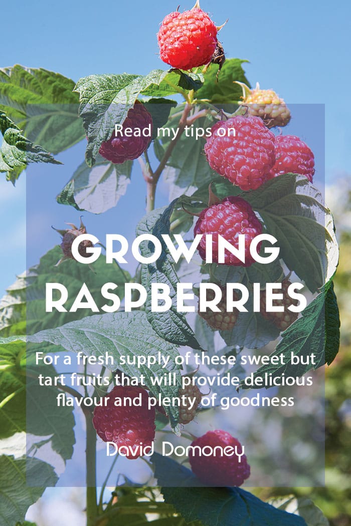 How to grow your own raspberries