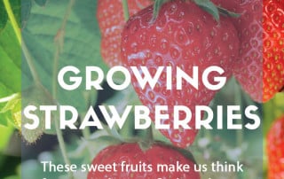 Growing strawberries