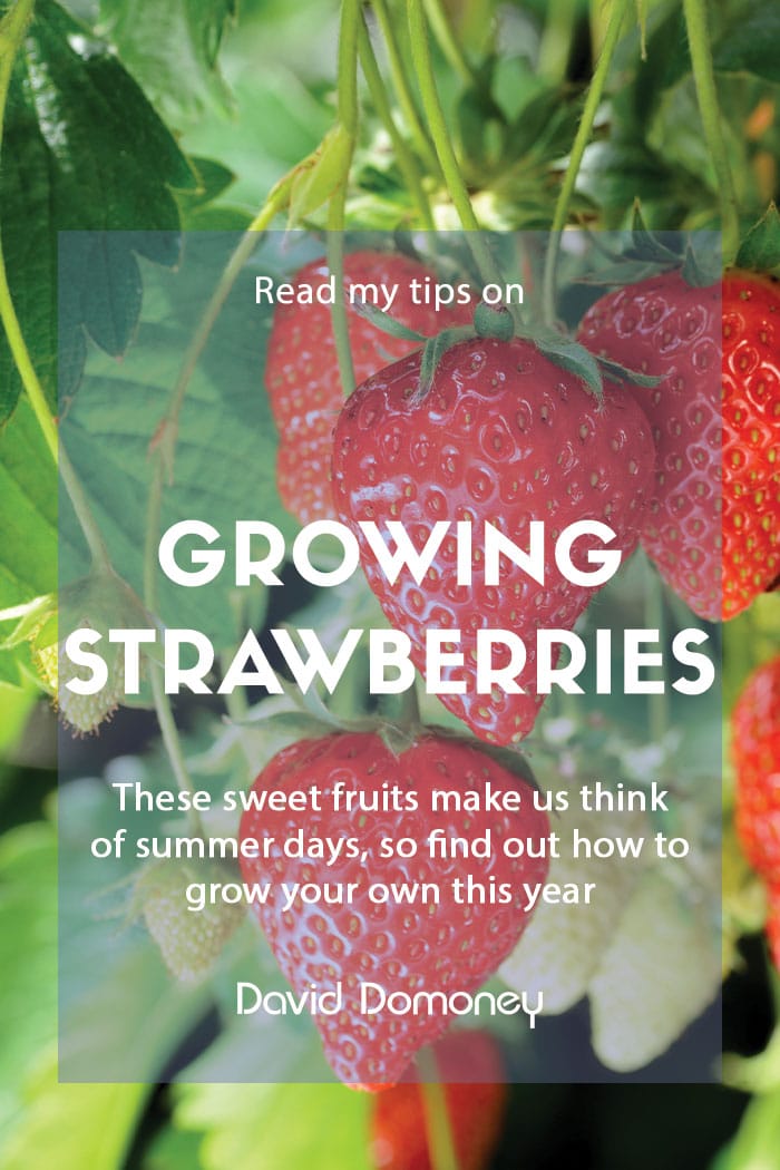 How to grow your own strawberries