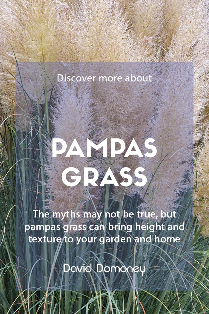 Growing pampas grass in your garden