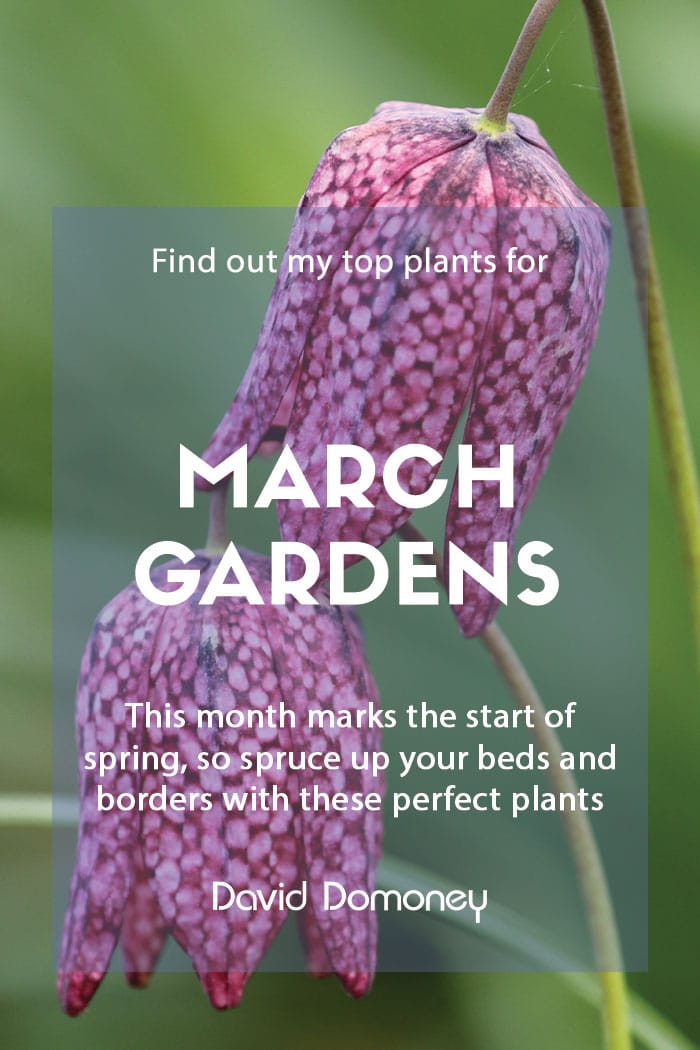 Top ten plants for March gardens