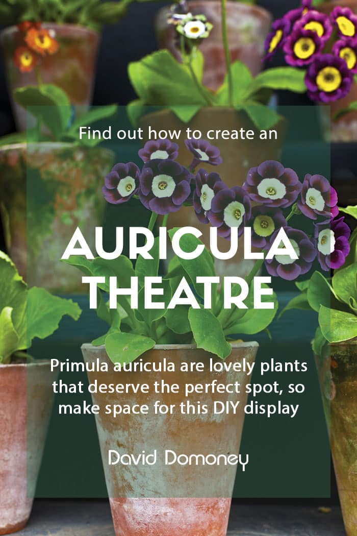 Creating an auricula theatre in the garden