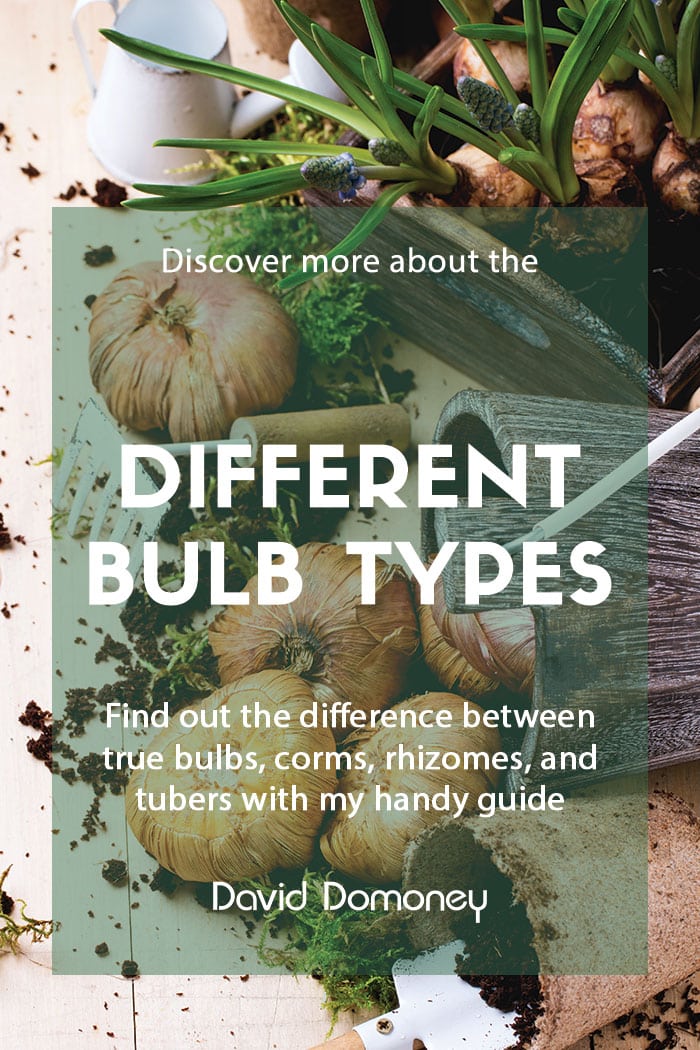 Types of plant bulbs and their differences