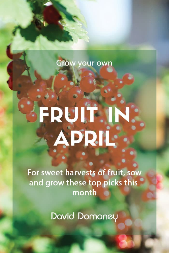 Grow your own fruit in April