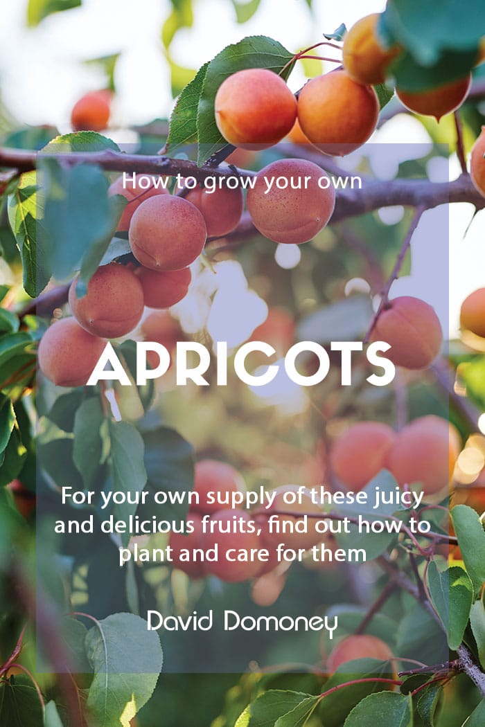 How to grow your own apricots at home