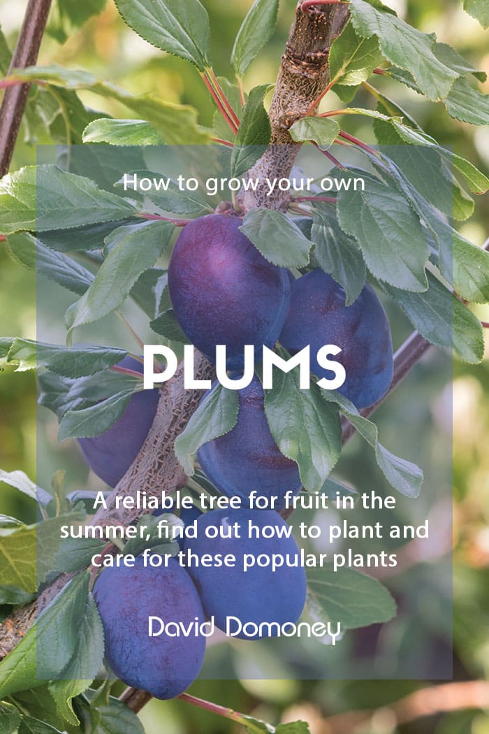 How to grow your own plums at home