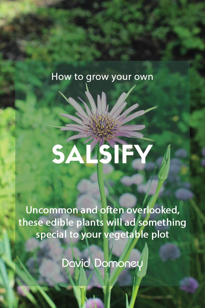 Grow your own salsify in the garden