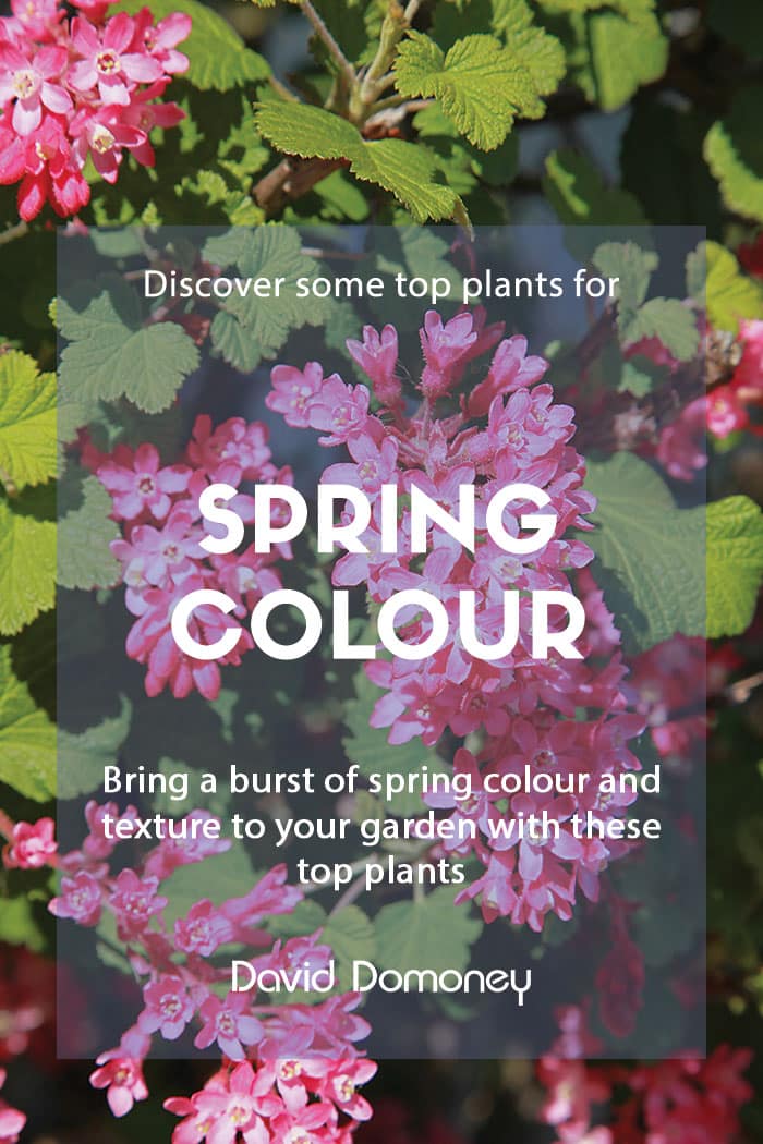 Plants for spring colour in the garden