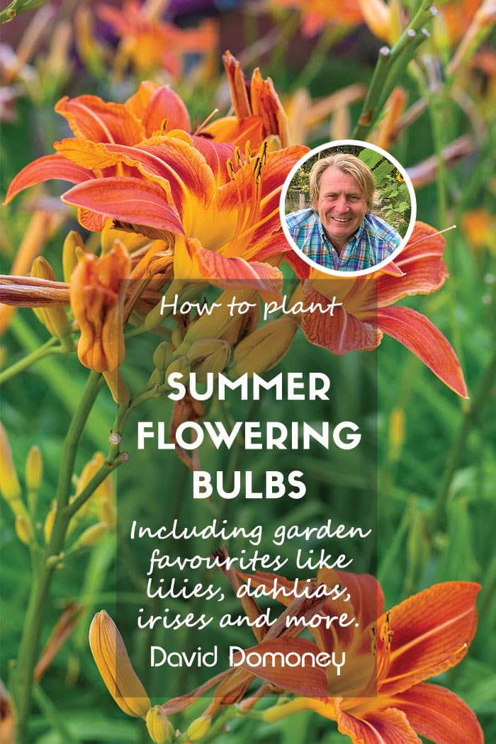 How to plant summer-flowering bulbs: lilies, dahlia, irises, and more