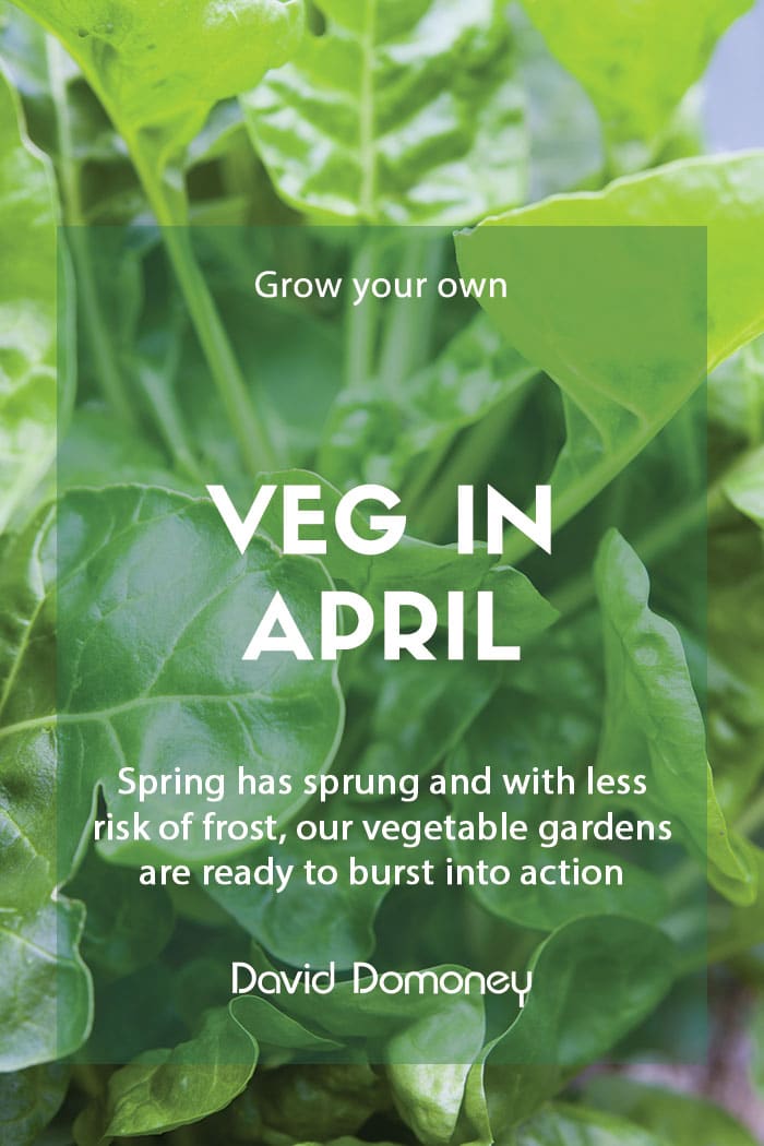 Top grow your own veg for April