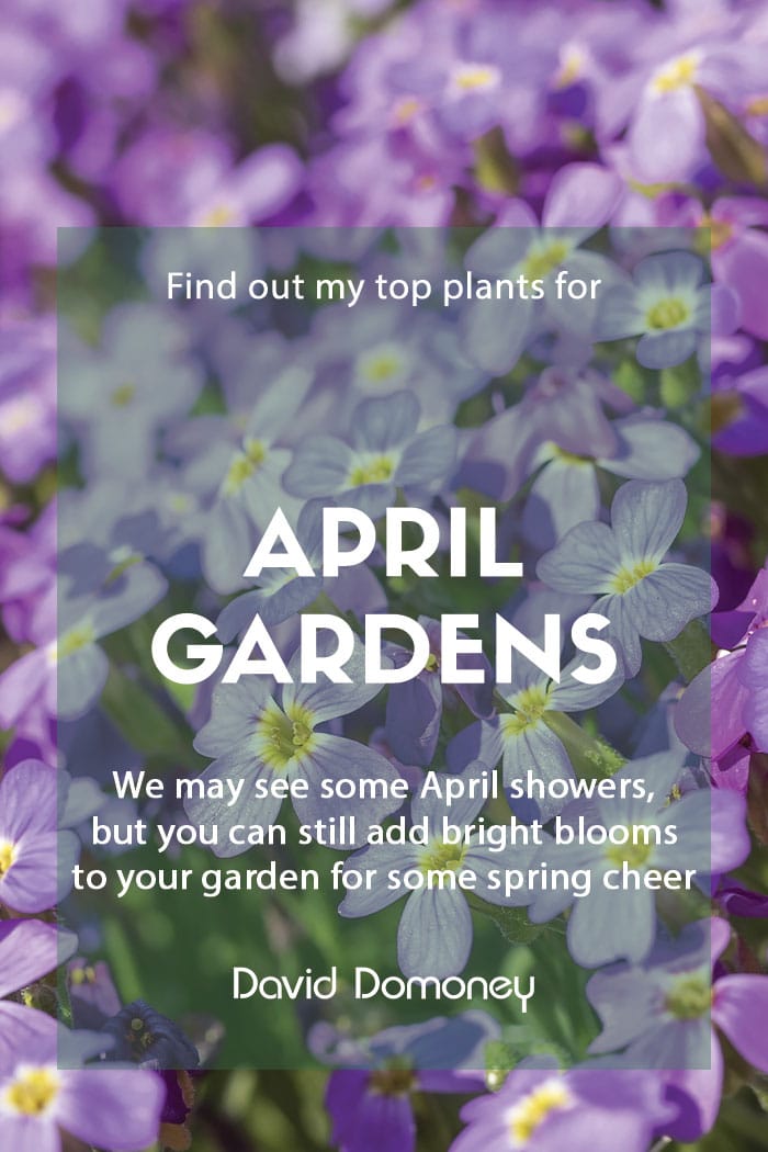 Top ten plants for April gardens