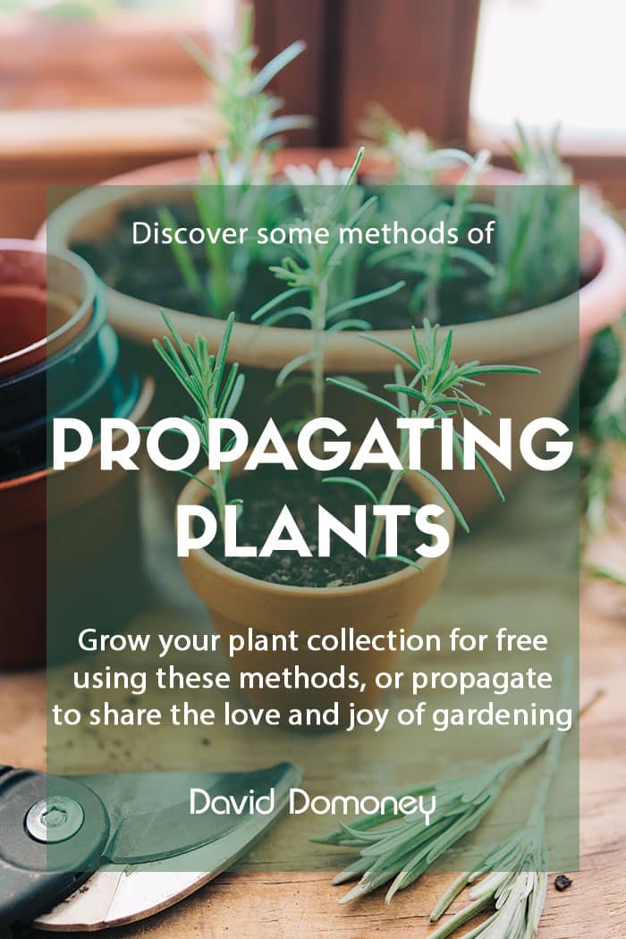 Ways to propagate plants in the home and garden