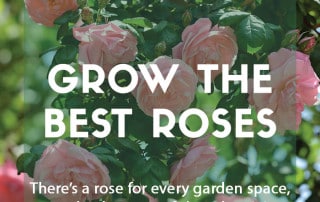 How to grow the best roses in your garden