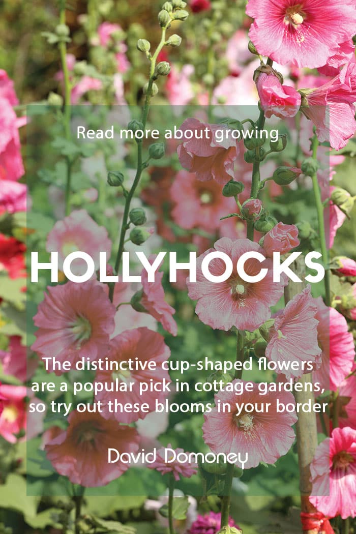 How to grow hollyhocks in your garden