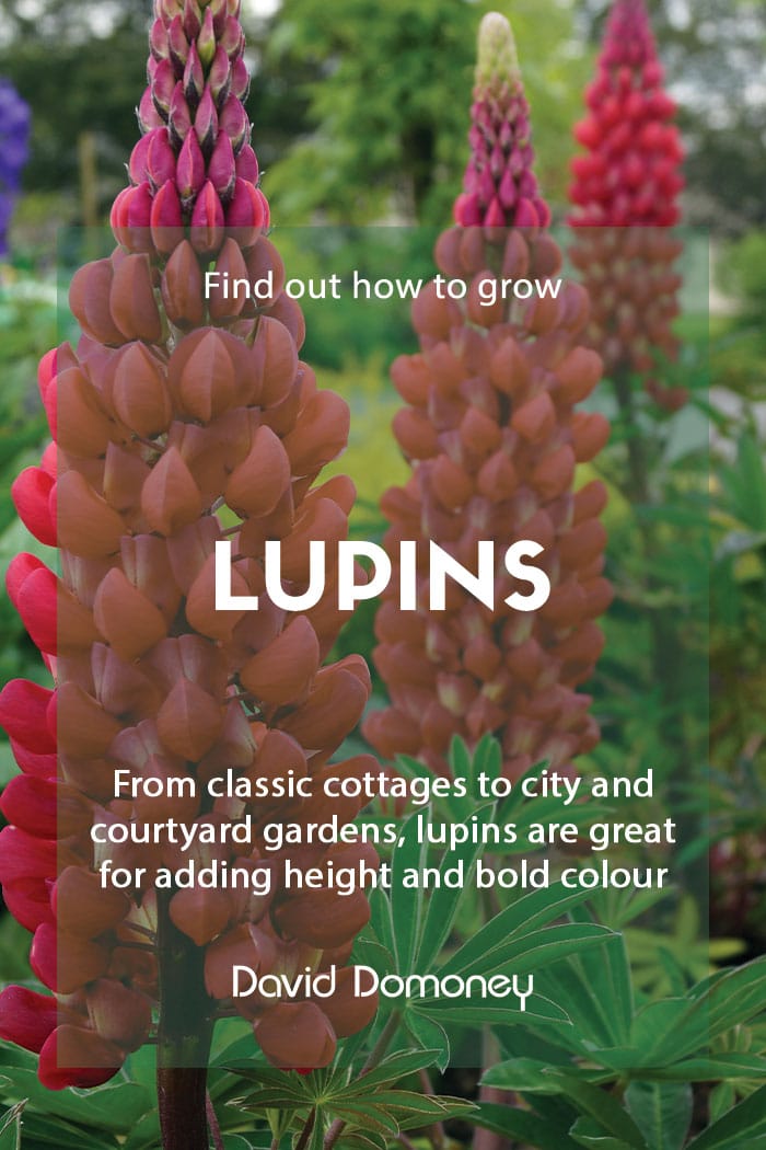 Growing lupins in the garden