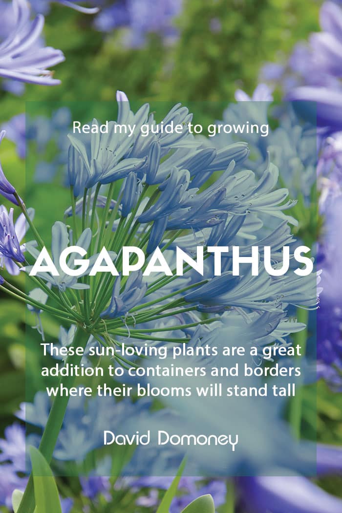 Growing agapanthus in the garden