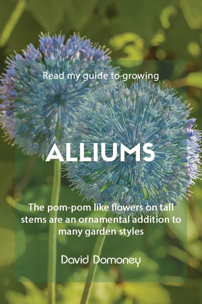 Guide to growing alliums in the garden