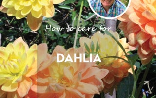 How to care for Dahlia