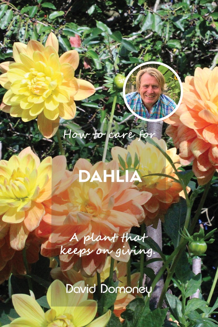 How to care for Dahlia