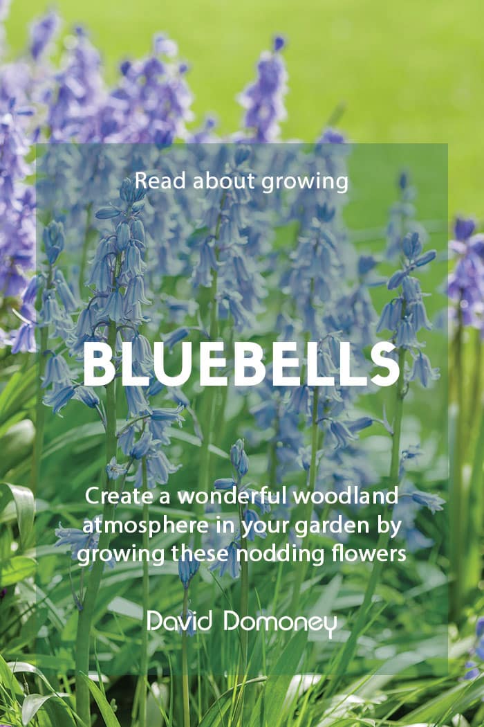 A guide to growing bluebells in your garden