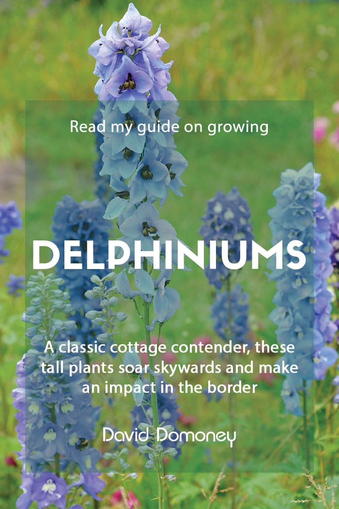 A guide to growing delphiniums in your garden