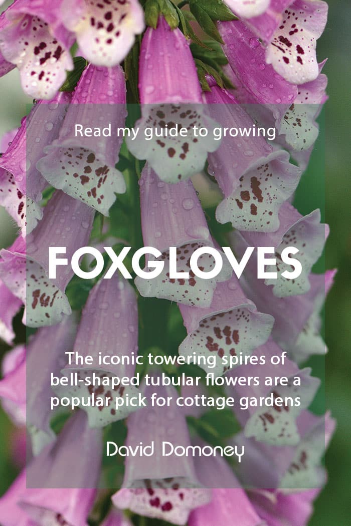 A guide to growing foxgloves in your garden