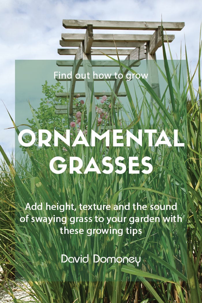 How to grow ornamental grasses in your garden