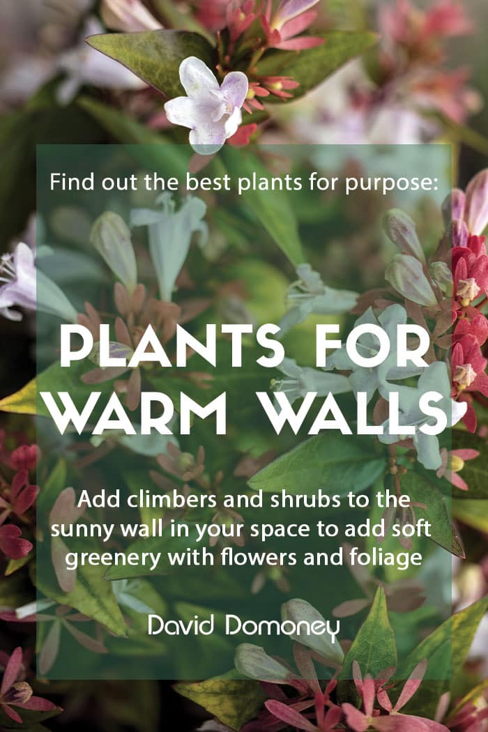 Plants for purpose: Shrubs and climbers for warm walls