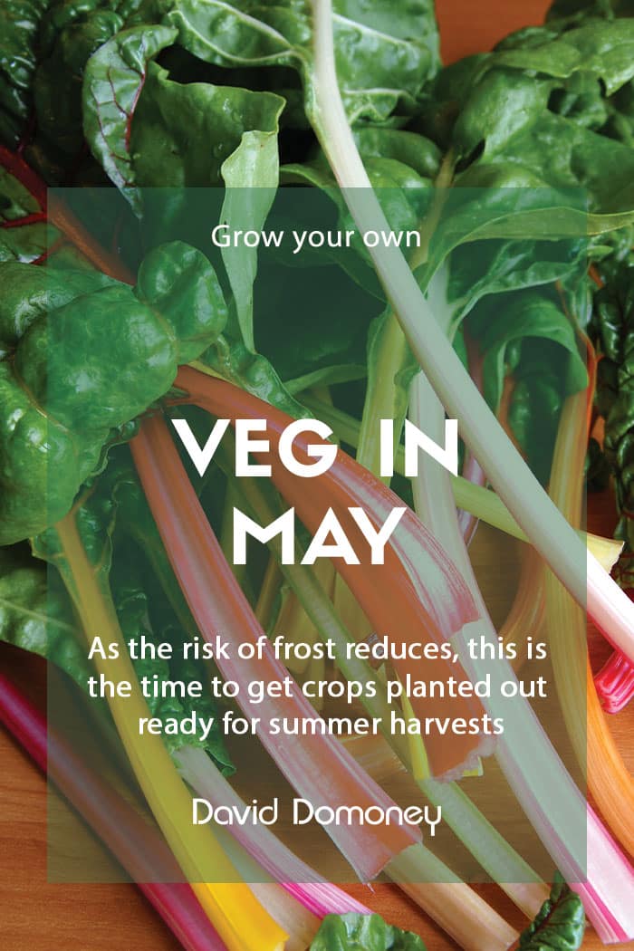 Top grow your own veg for May