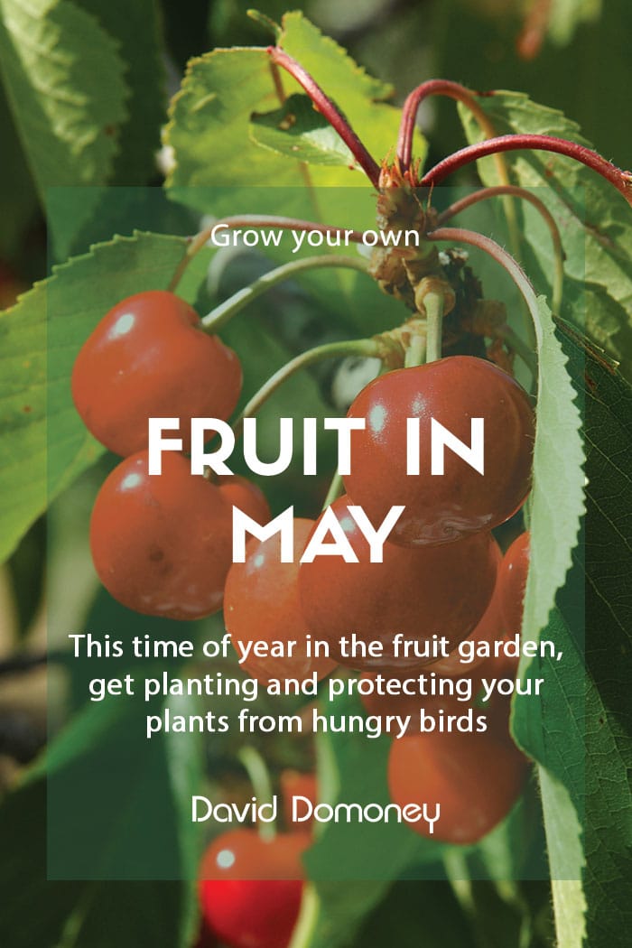 Top grow your own fruit for May