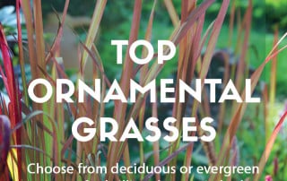 Top ten ornamental grasses