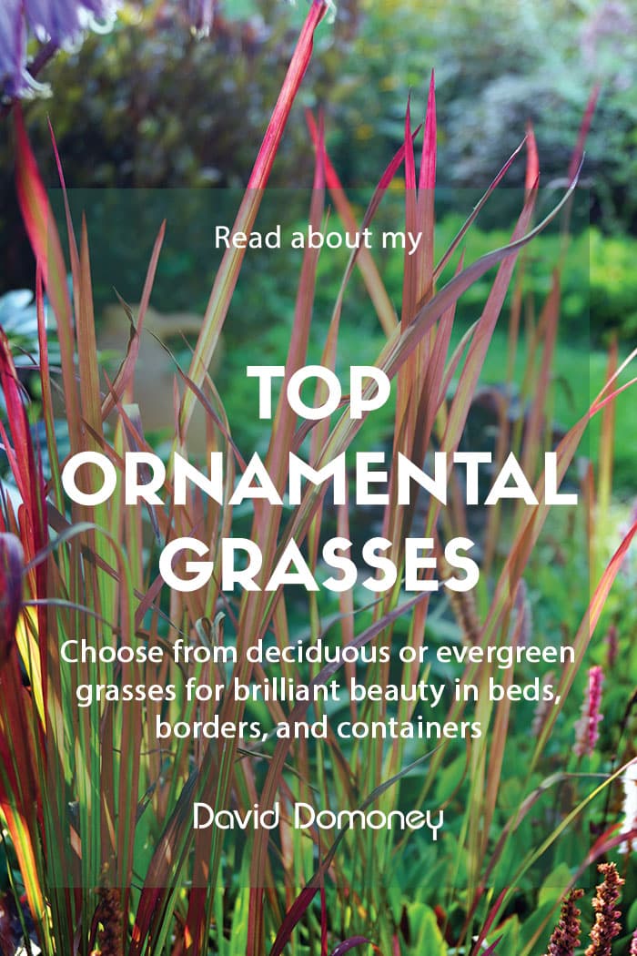 Top ten picks for ornamental grasses in your garden