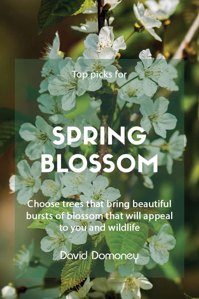 Top picks for spring blossom