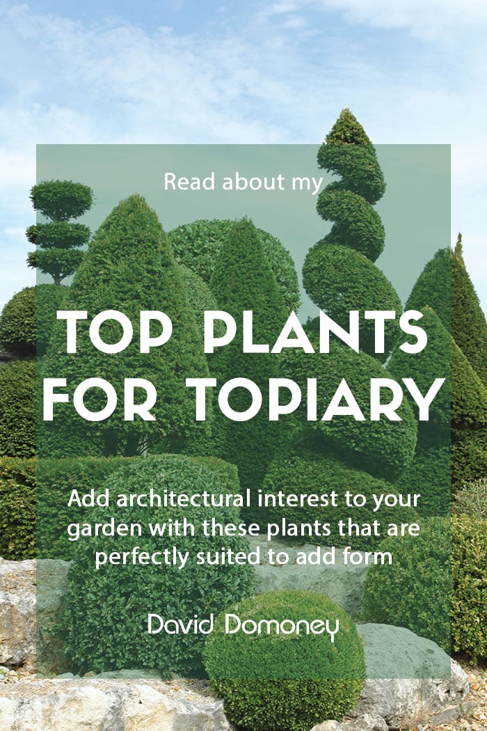 Top plants for topiary in the garden