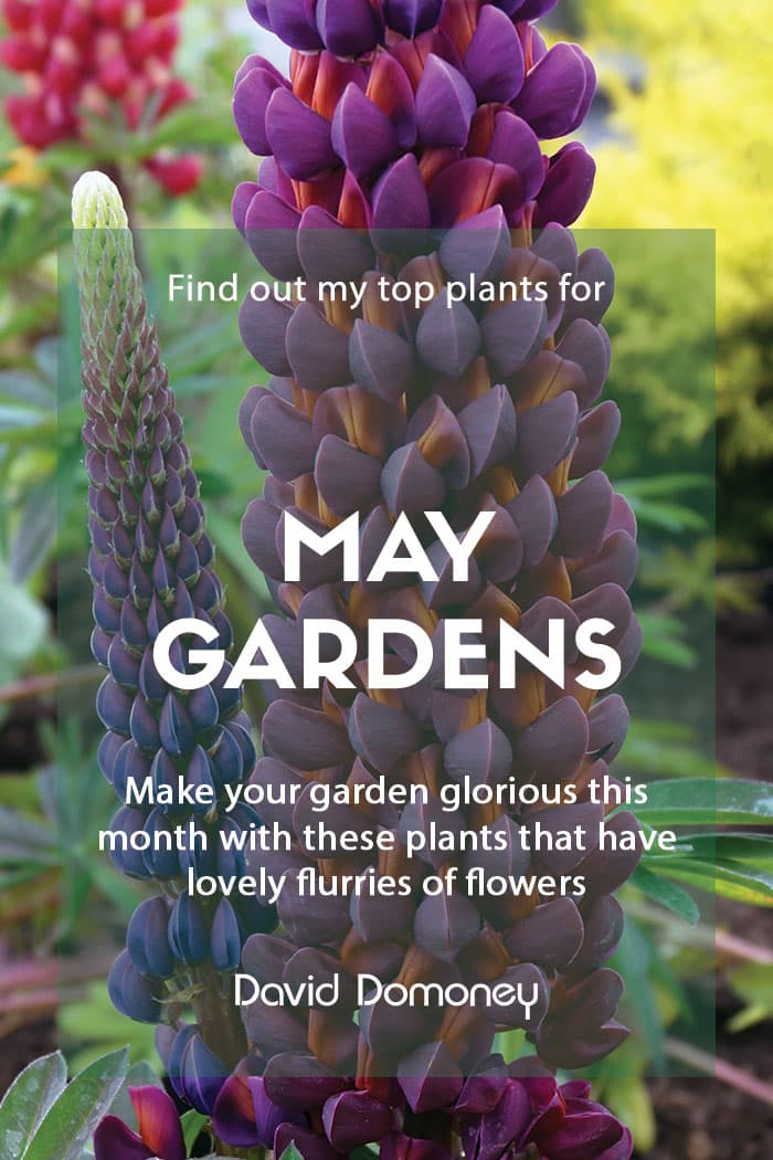 Top ten plants for May gardens