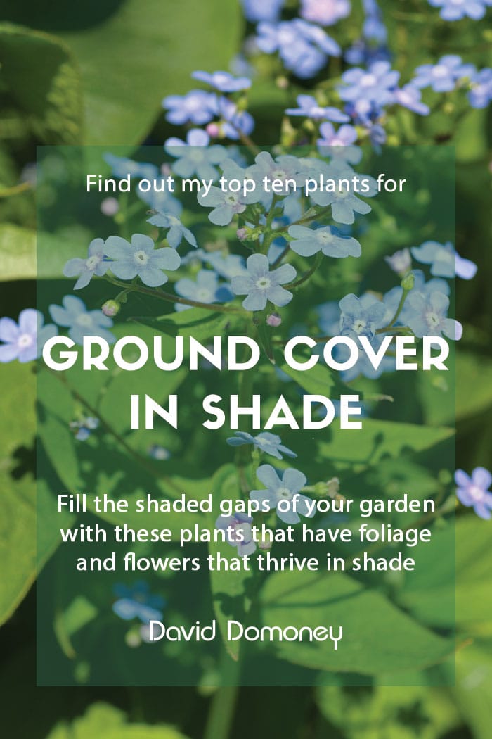 Top ten plants for ground cover in shade